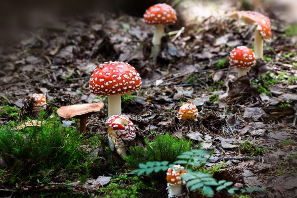 广州绿化协会(广州市自来水工程公司的发展历史)(图1)